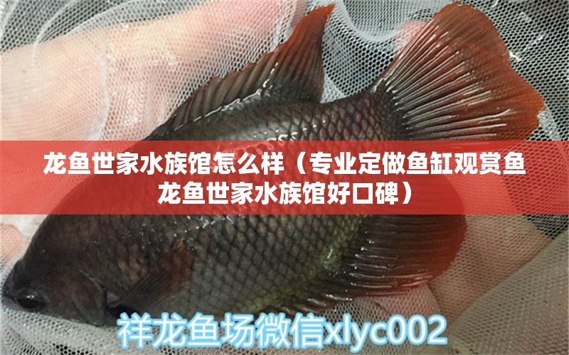 龍魚世家水族館怎么樣（專業(yè)定做魚缸觀賞魚龍魚世家水族館好口碑） 廣州龍魚批發(fā)市場