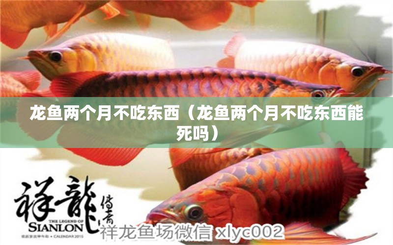 龍魚兩個(gè)月不吃東西（龍魚兩個(gè)月不吃東西能死嗎） 廣州龍魚批發(fā)市場(chǎng)