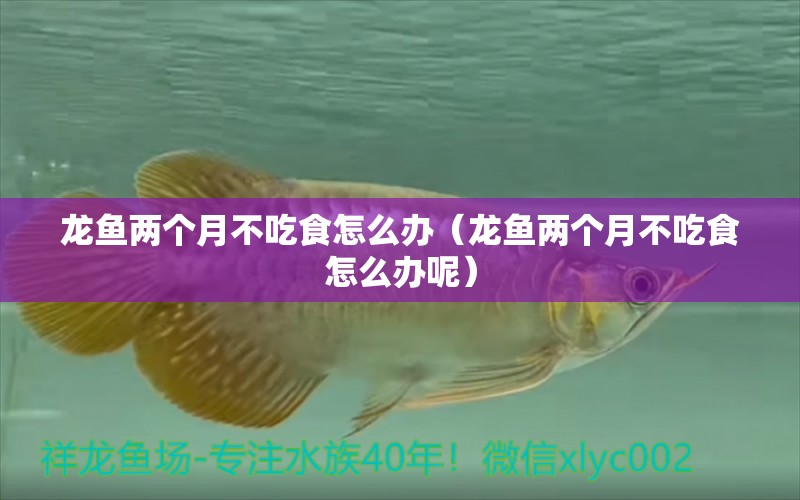 龍魚兩個(gè)月不吃食怎么辦（龍魚兩個(gè)月不吃食怎么辦呢）