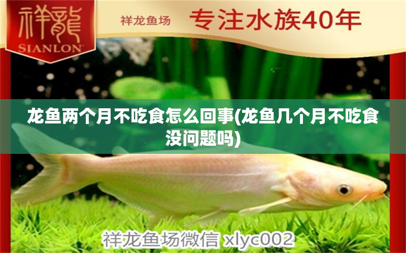 龍魚(yú)兩個(gè)月不吃食怎么回事(龍魚(yú)幾個(gè)月不吃食沒(méi)問(wèn)題嗎)