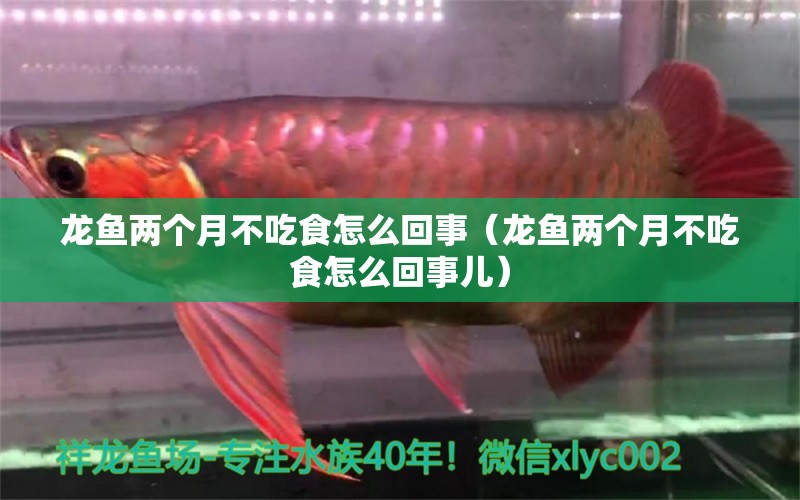 龍魚兩個(gè)月不吃食怎么回事（龍魚兩個(gè)月不吃食怎么回事兒）