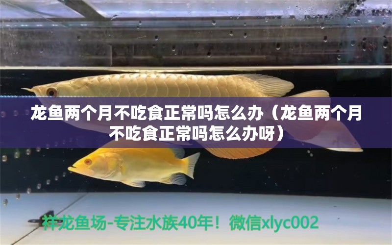 龍魚兩個月不吃食正常嗎怎么辦（龍魚兩個月不吃食正常嗎怎么辦呀） 廣州龍魚批發(fā)市場