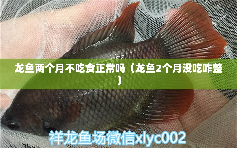 龍魚兩個月不吃食正常嗎（龍魚2個月沒吃咋整）