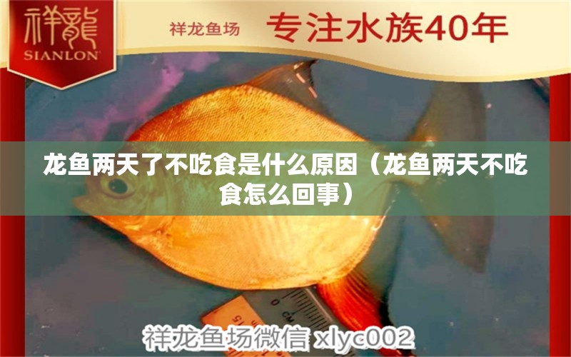 龍魚兩天了不吃食是什么原因（龍魚兩天不吃食怎么回事）