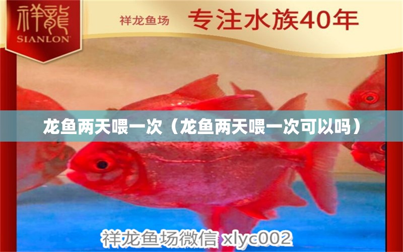 龍魚兩天喂一次（龍魚兩天喂一次可以嗎） 廣州龍魚批發(fā)市場