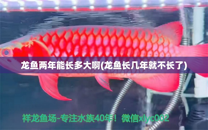 龍魚兩年能長(zhǎng)多大啊(龍魚長(zhǎng)幾年就不長(zhǎng)了)