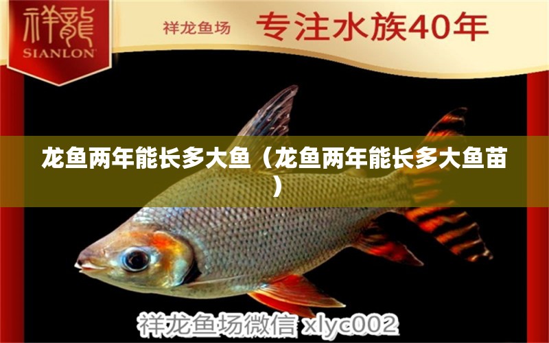 龍魚兩年能長多大魚（龍魚兩年能長多大魚苗） 廣州龍魚批發(fā)市場