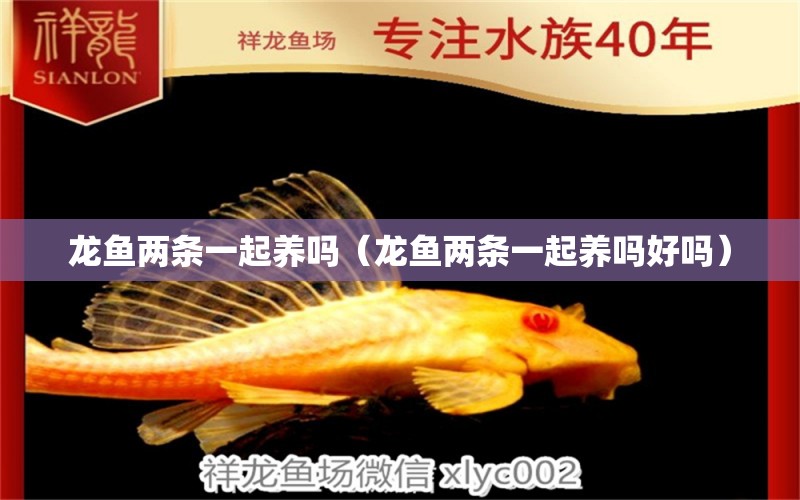 龍魚兩條一起養(yǎng)嗎（龍魚兩條一起養(yǎng)嗎好嗎）