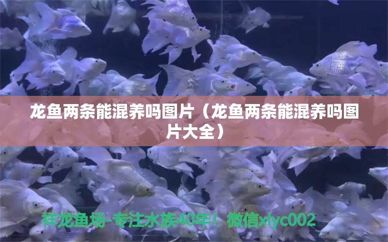 龍魚兩條能混養(yǎng)嗎圖片（龍魚兩條能混養(yǎng)嗎圖片大全）