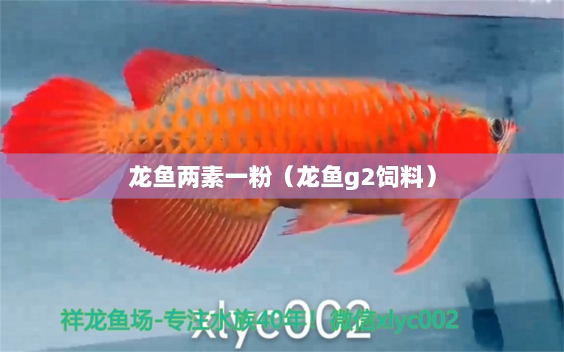 龍魚兩素一粉（龍魚g2飼料） 龍魚疾病與治療