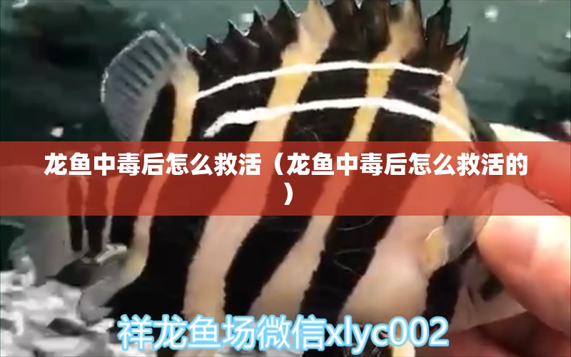 龍魚中毒后怎么救活（龍魚中毒后怎么救活的） 廣州龍魚批發(fā)市場(chǎng)