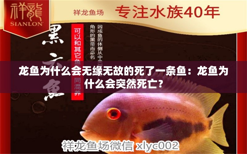 龍魚(yú)為什么會(huì)無(wú)緣無(wú)故的死了一條魚(yú)：龍魚(yú)為什么會(huì)突然死亡？ 龍魚(yú)百科 第2張