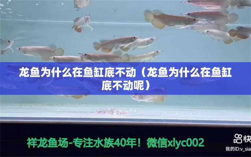 龍魚為什么在魚缸底不動(dòng)（龍魚為什么在魚缸底不動(dòng)呢）