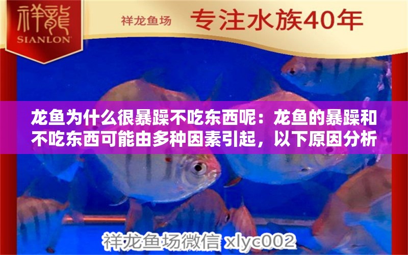 龍魚為什么很暴躁不吃東西呢：龍魚的暴躁和不吃東西可能由多種因素引起，以下原因分析 龍魚百科 第2張