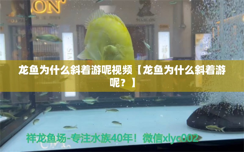 龍魚為什么斜著游呢視頻【龍魚為什么斜著游呢？】 水族問答 第1張