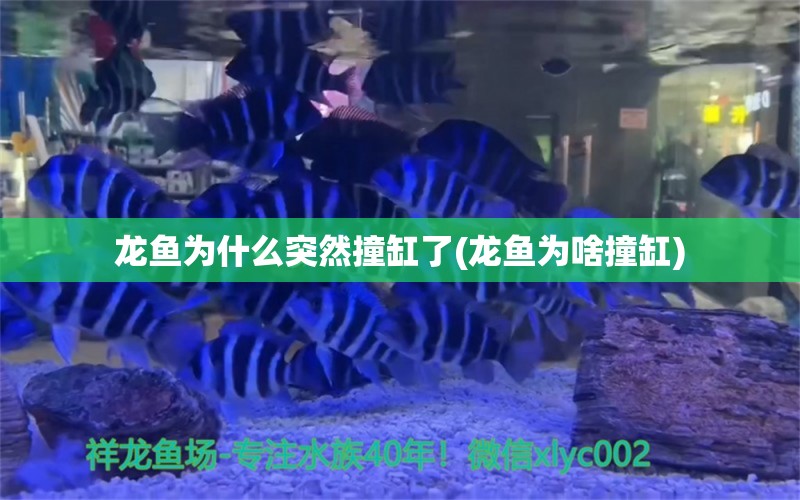 龍魚為什么突然撞缸了(龍魚為啥撞缸) 養(yǎng)魚的好處