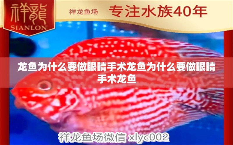 龍魚(yú)為什么要做眼睛手術(shù)龍魚(yú)為什么要做眼睛手術(shù)龍魚(yú)