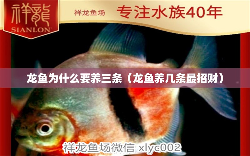 龍魚為什么要養(yǎng)三條（龍魚養(yǎng)幾條最招財(cái)） 廣州龍魚批發(fā)市場(chǎng)