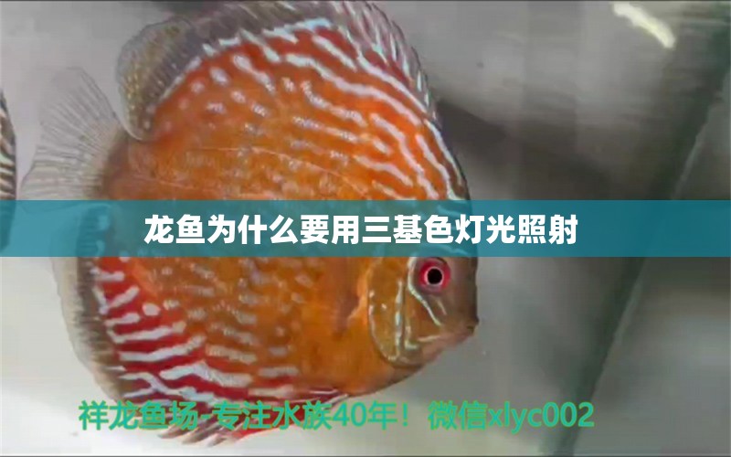 龍魚為什么要用三基色燈光照射 