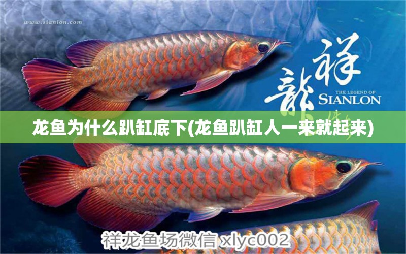 龍魚為什么趴缸底下(龍魚趴缸人一來就起來) 白子球鯊魚