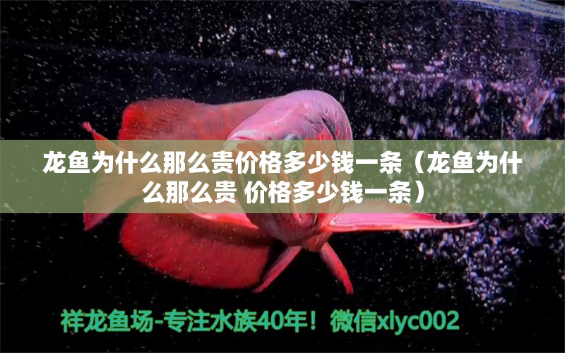 龍魚為什么那么貴價(jià)格多少錢一條（龍魚為什么那么貴 價(jià)格多少錢一條）