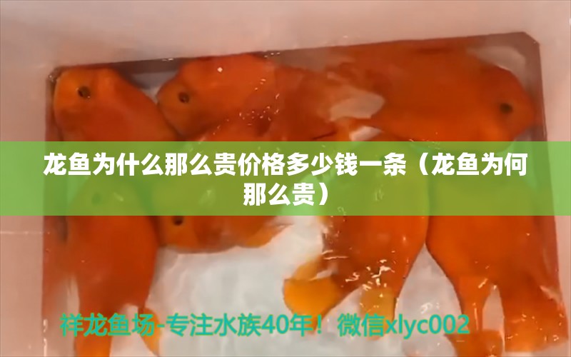 龍魚為什么那么貴價(jià)格多少錢一條（龍魚為何那么貴）