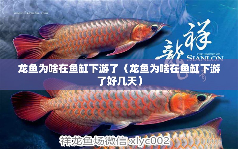 龍魚為啥在魚缸下游了（龍魚為啥在魚缸下游了好幾天） 廣州龍魚批發(fā)市場(chǎng)