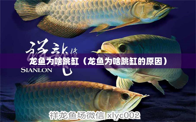 龍魚為啥跳缸（龍魚為啥跳缸的原因）