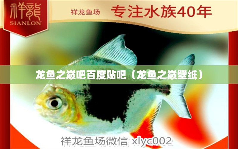 龍魚之巔吧百度貼吧（龍魚之巔壁紙） 細線銀版魚