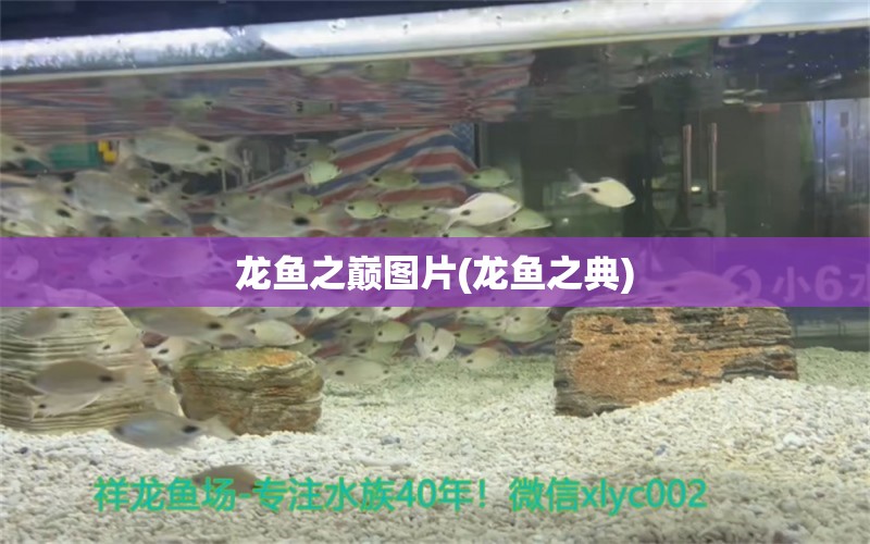 龍魚之巔圖片(龍魚之典) 觀賞魚 第1張