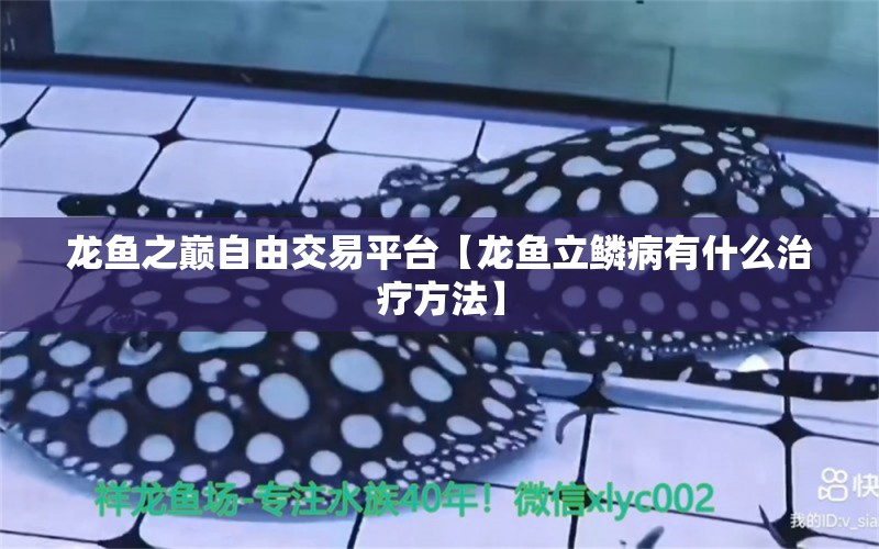 龍魚之巔自由交易平臺(tái)【龍魚立鱗病有什么治療方法】