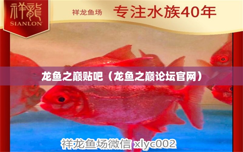 龍魚之巔貼吧（龍魚之巔論壇官網(wǎng)）