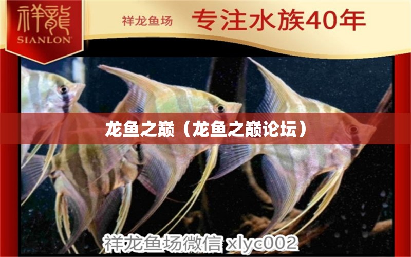 龍魚之巔（龍魚之巔論壇）