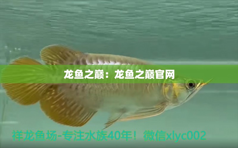 龍魚之巔：龍魚之巔官網(wǎng)