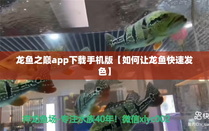 龍魚之巔app下載手機(jī)版【如何讓龍魚快速發(fā)色】