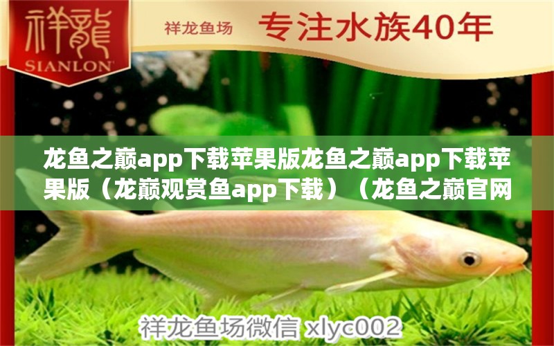 龍魚之巔app下載蘋果版龍魚之巔app下載蘋果版（龍巔觀賞魚app下載）（龍魚之巔官網(wǎng)下載）