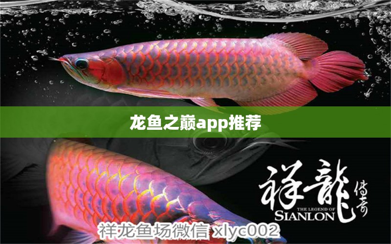 龍魚之巔app推薦 泰龐海蓮魚