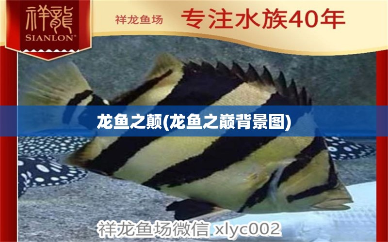 龍魚之顛(龍魚之巔背景圖) 廣州祥龍國際水族貿(mào)易