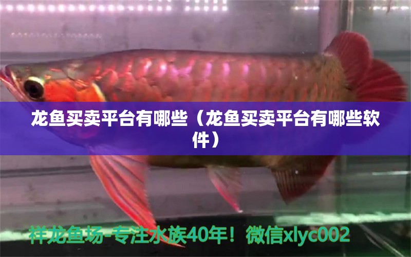 龍魚買賣平臺有哪些（龍魚買賣平臺有哪些軟件） 廣州龍魚批發(fā)市場