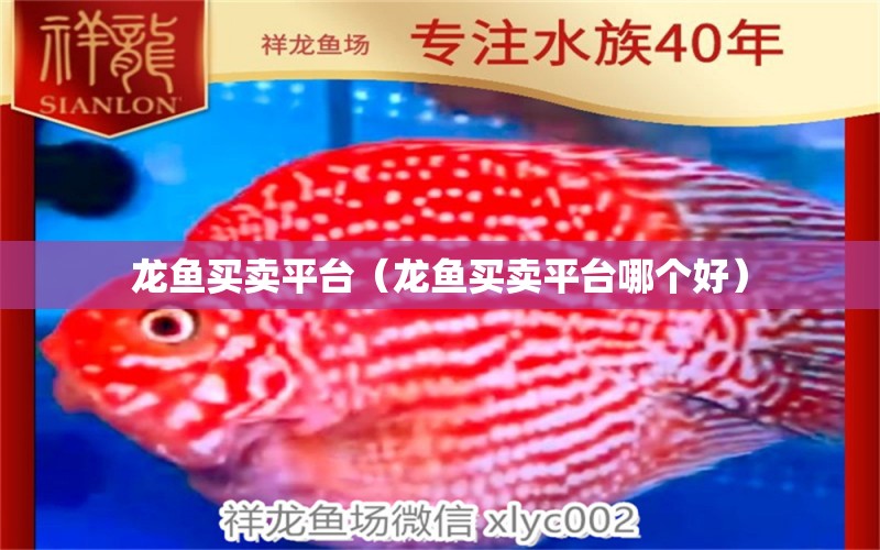 龍魚買賣平臺(tái)（龍魚買賣平臺(tái)哪個(gè)好）