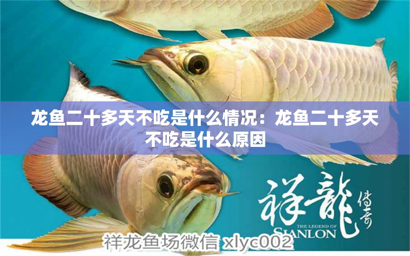 龍魚(yú)二十多天不吃是什么情況：龍魚(yú)二十多天不吃是什么原因 龍魚(yú)百科 第2張