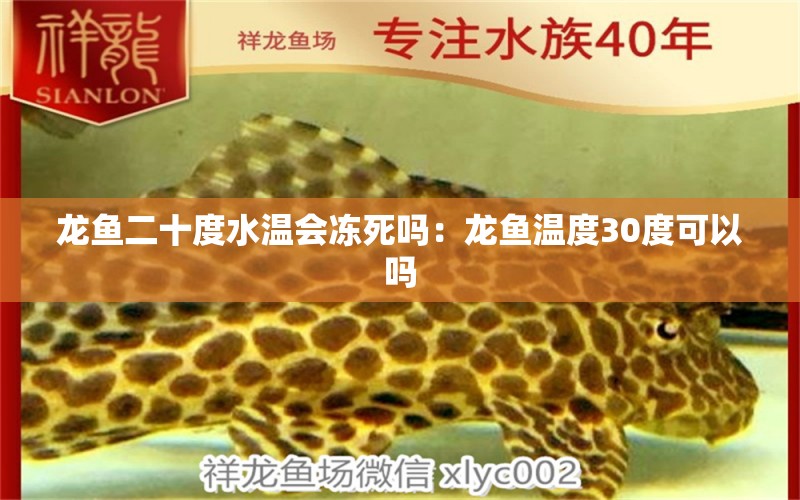 龍魚二十度水溫會(huì)凍死嗎：龍魚溫度30度可以嗎 廣州水族批發(fā)市場(chǎng)