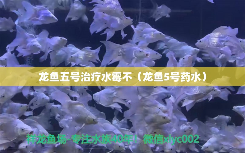 龍魚五號(hào)治療水霉不（龍魚5號(hào)藥水） 龍魚疾病與治療