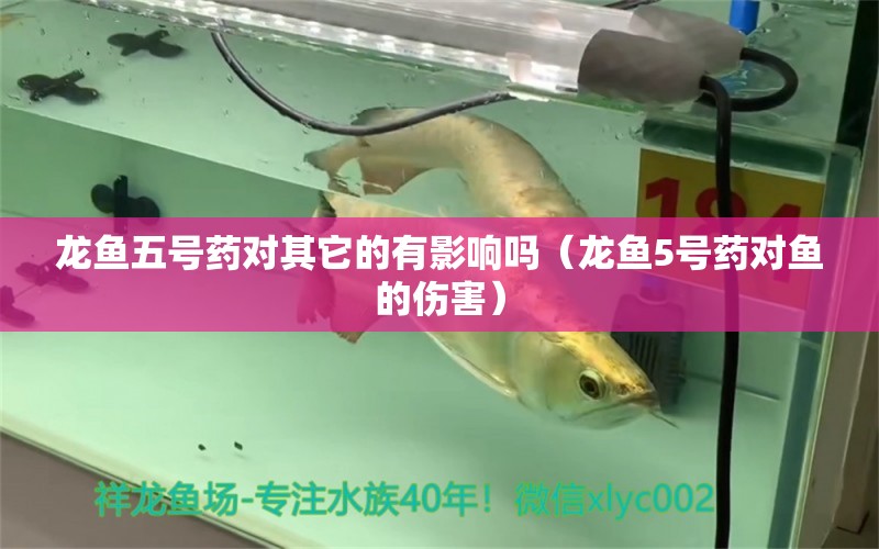 龍魚五號藥對其它的有影響嗎（龍魚5號藥對魚的傷害）