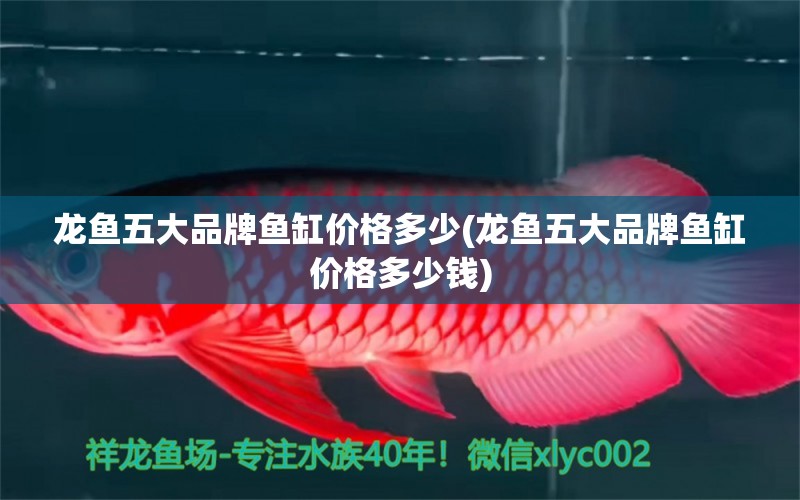 龍魚五大品牌魚缸價格多少(龍魚五大品牌魚缸價格多少錢) 白子銀版魚苗