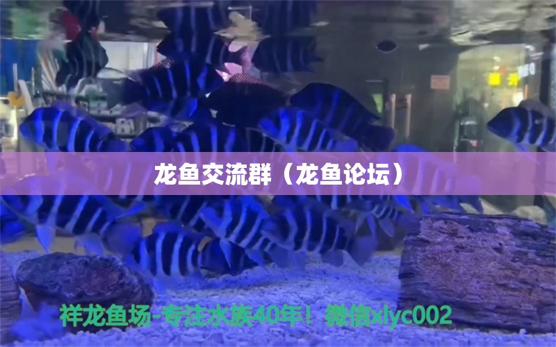 龍魚交流群（龍魚論壇） 觀賞魚