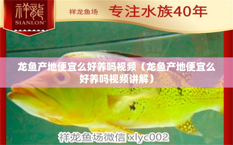 龍魚產(chǎn)地便宜么好養(yǎng)嗎視頻（龍魚產(chǎn)地便宜么好養(yǎng)嗎視頻講解）