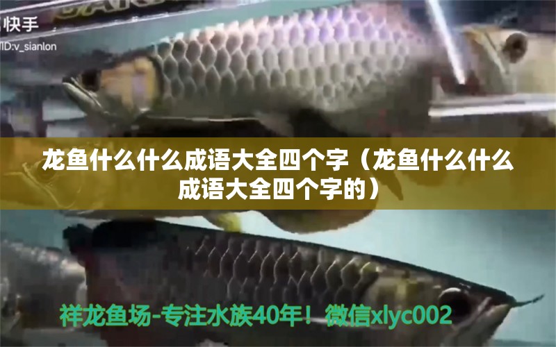 龍魚什么什么成語大全四個字（龍魚什么什么成語大全四個字的）