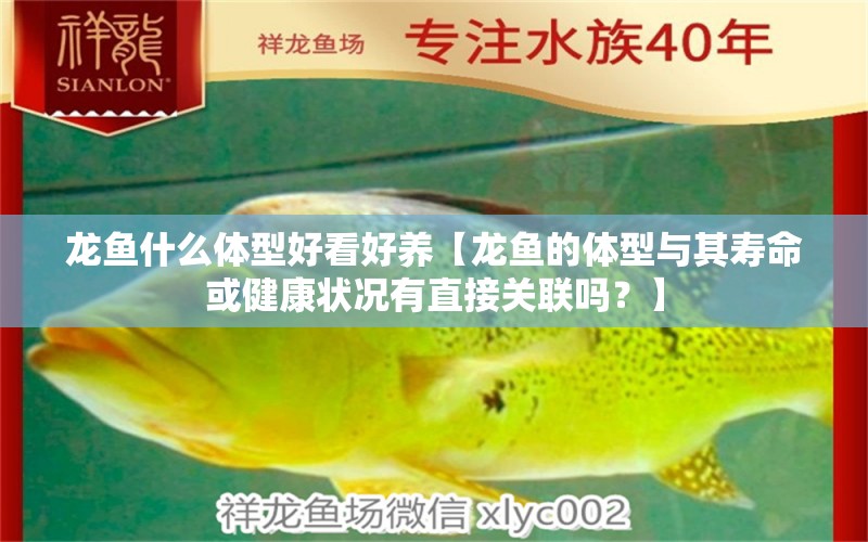 龍魚什么體型好看好養(yǎng)【龍魚的體型與其壽命或健康狀況有直接關(guān)聯(lián)嗎？】 水族問答 第2張