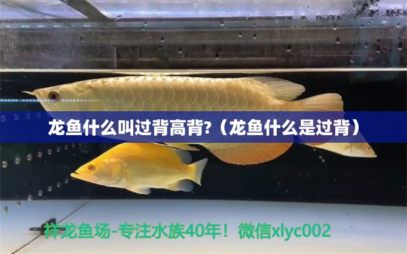 龍魚什么叫過(guò)背高背?（龍魚什么是過(guò)背） 觀賞魚